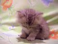 Chaton