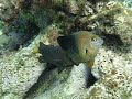 Attaching Fish Attaching Fish
