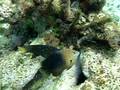 videos de Attaching Fish