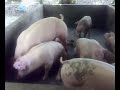 AyerTawar  PIG