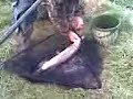 Pike fishing at Bickton Mill, near Fordingbridge Pike fishing at Bickton Mill, near Fordingbridge
