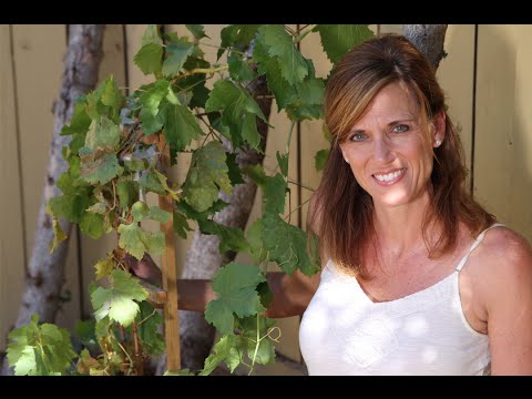 how to trellis a grape vine