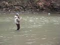 12 LB ERIE TRIB STEELHEAD