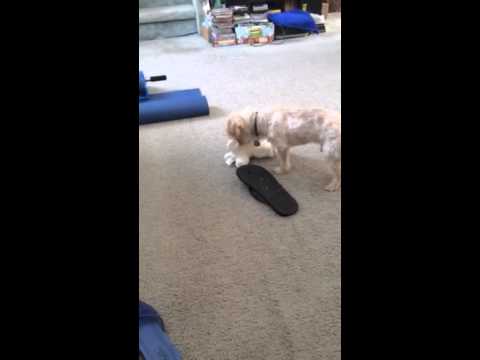 how to cure shih tzu fever