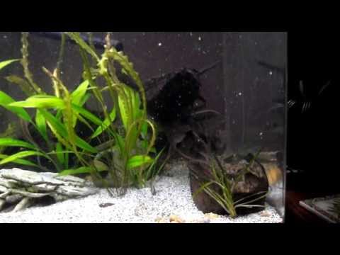 how to care for a freshwater eel