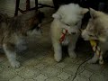 TUG OF WAR AT YUKONJAK KENNELS