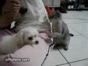 el gato busca pleitos