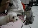 el gato busca pleitos