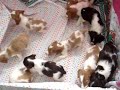 Magic Pups Nov 21