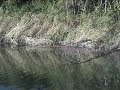 American Green Heron (Butorides virescens) American Green Heron (Butorides virescens)