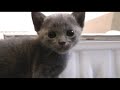 Kitten Odyssey 4 - Korat Cat Kitten Odyssey 4 - Korat Cat