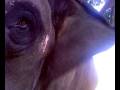 videos de Royal stable elephant Indira playing with us