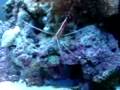 videos de Orca TL450 nano cube