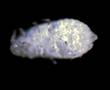Cochinilla algodonosa