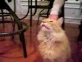 The Talking cat--very funny