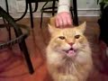 The Talking cat--very funny