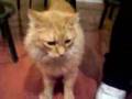 The Talking cat--very funny