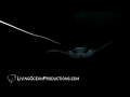 World Famous Manta Ray Snorkel & Dive Tour in Kailua-Kona, Hawaii