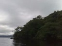 White tailed sea eagles in Killarney