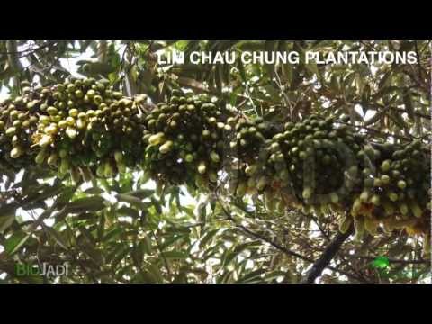 how to grow durian tree