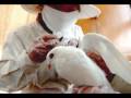 New bird flu cases suggest the danger of pandemic is rising