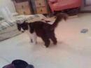 my beloved cats having fun with me hehe i kinda traped the