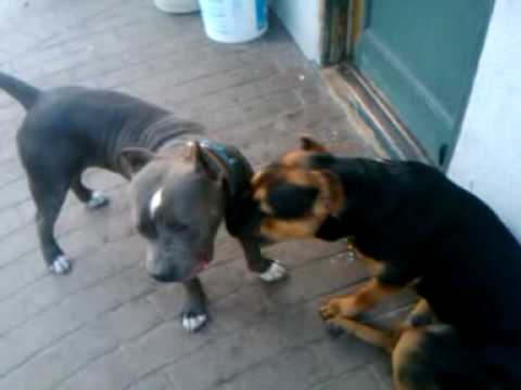 bullmastiff