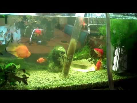 how to adjust aquarium heater