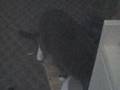 My Cat Eating