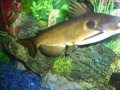 My fish