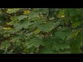 Roundup Weed killer - Tree and Stump Killer