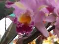 Flower Festival, Chiang Mai, Thailand