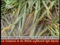 videos de TDP comments on Khaimuki flude loses on farmaers