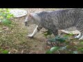 Isis - My egyptian mau Isis - My egyptian mau