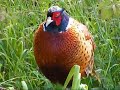 Blackbirds, Robins, Sparrows,Pheasants in our Garden, East Coast Essex, England