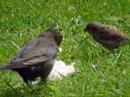 Birds in our Garden - Mal Hyams