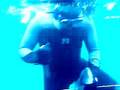 spearfishing bluecod + knife kill - wellington, NZ