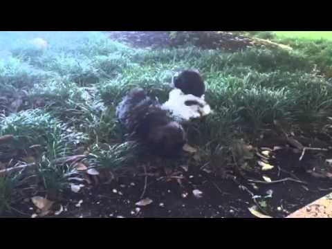 Playing out in the courtyard