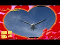 Sónia Tavares The Gift - Gaivota - Amália Hoje Perfeito Coração (hd) ♫ ♪ ♫