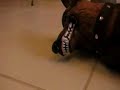 Cody Vs. Golf Club Cover Dog