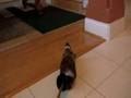 Cody Vs. Golf Club Cover Dog