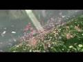 KSFL-Video-5-Nobody-