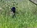 Airsoft en Venezuela
