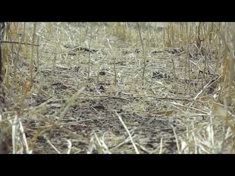 how to harvest grass seed by hand