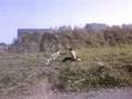 edgar taule 1 bmx