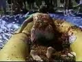 Funny home videos Funny home videos