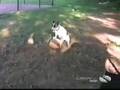 Funny home videos
Funny videos