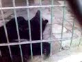 slepping bear slepping bear
