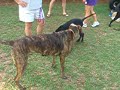 The Gang at the dog park
