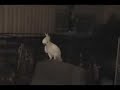 Dancing Kakadu_????????? ??????? Dancing Kakadu_????????? ???????